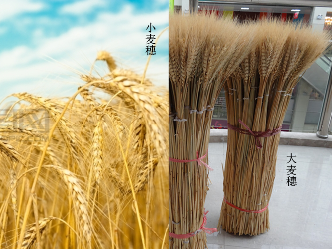 小麦和大麦有什么区别 大麦与小麦的区别图解